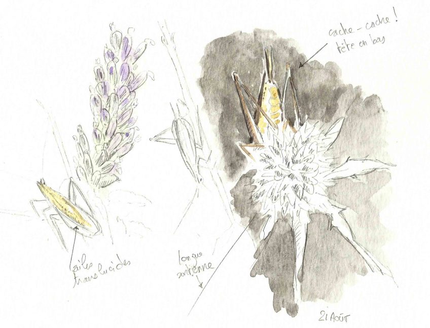 Grillon d'Italie virtuose invisible - La Salamandre