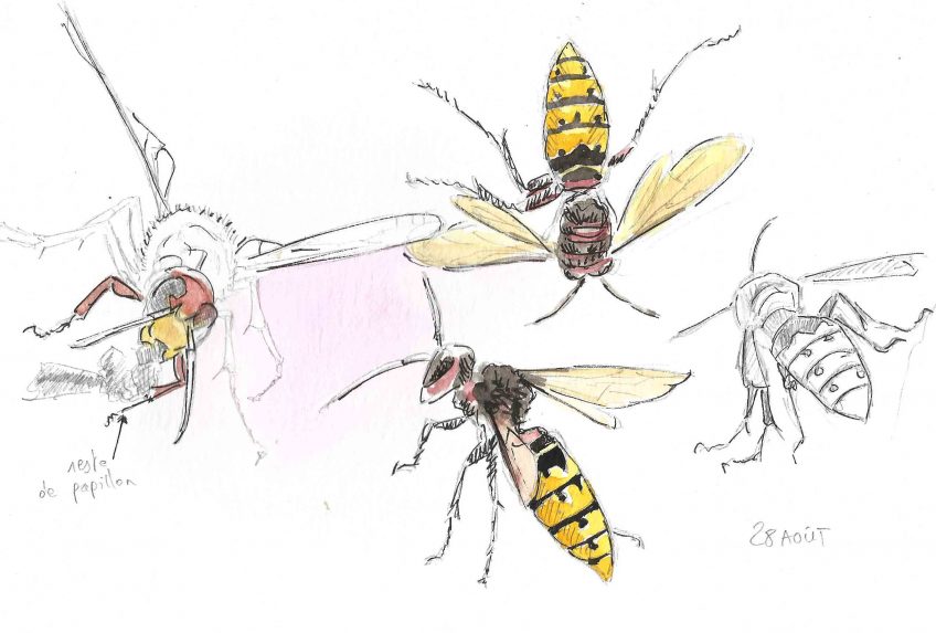 Frelon européen pacifique - La Salamandre