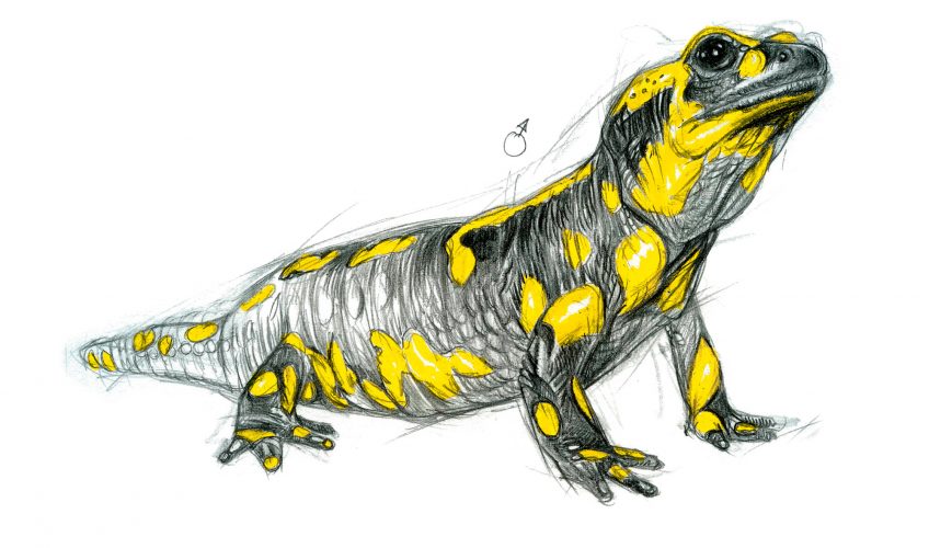 La reproduction de la salamandre tachetée