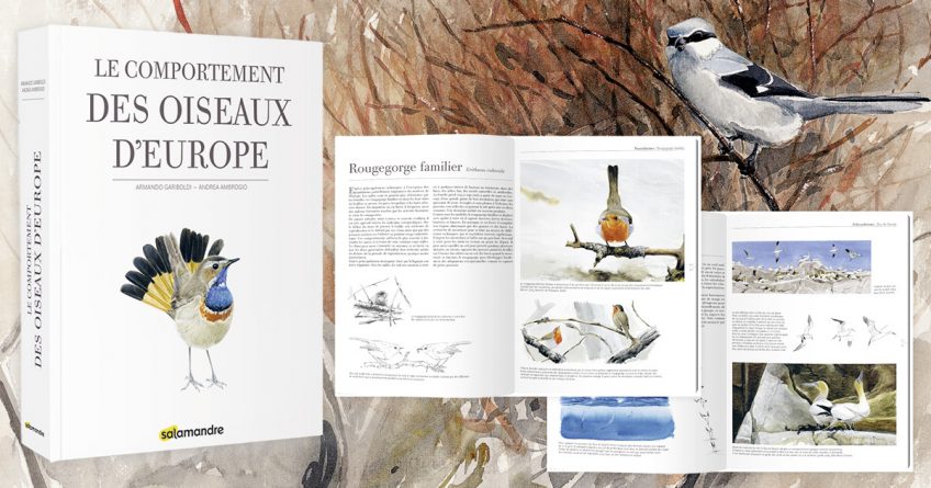 comportement des oiseaux d'europre