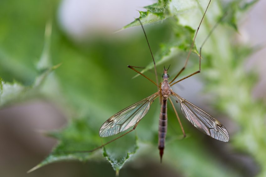 tipule cousin moustique