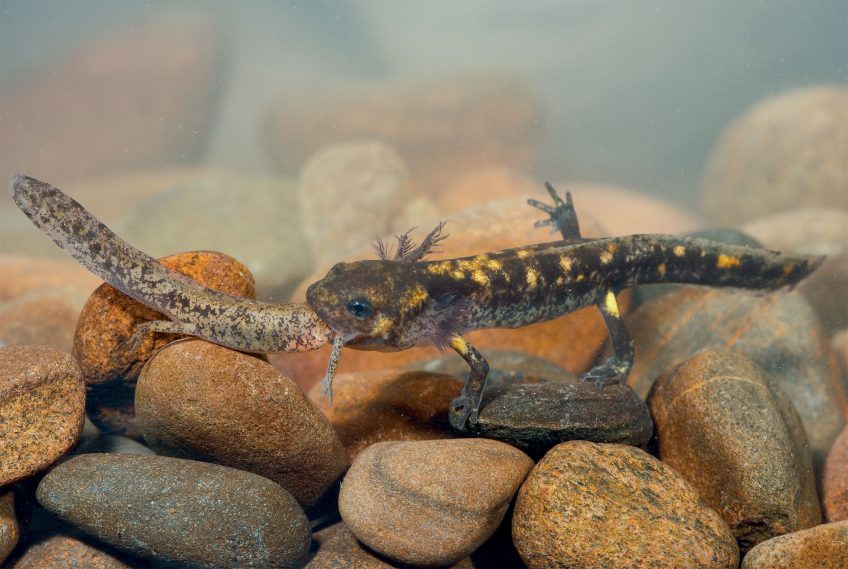 cannibalisme chez les larves de salamandre