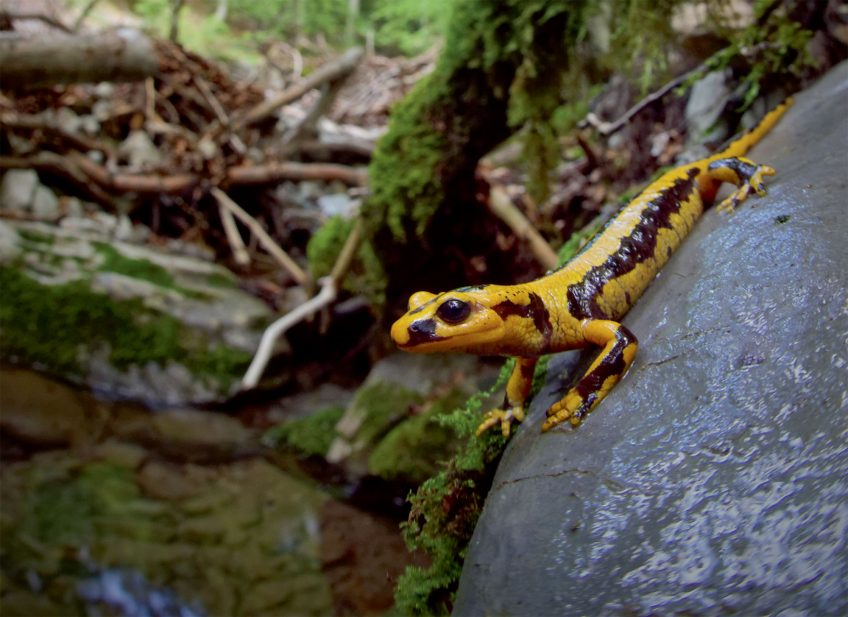 Salamandra salamandra fastuosa