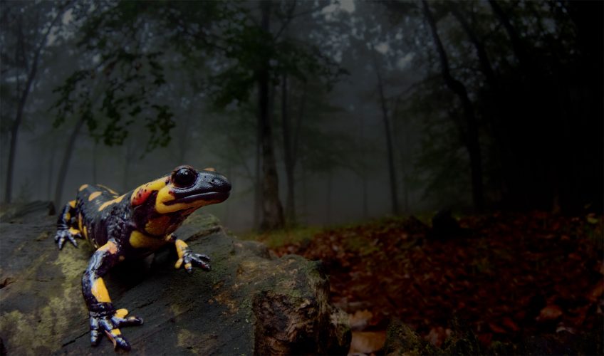 Témoignage : l'histoire de Julien Perrot et de la revue La Salamandre