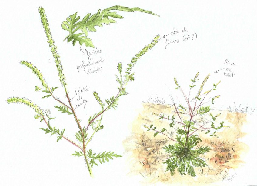 Ambroisie au jardin - La Salamandre