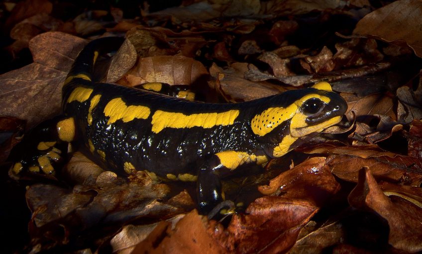 salamandre tachetée