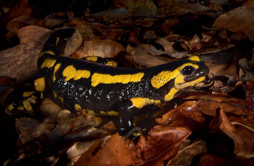 salamandre tachetée