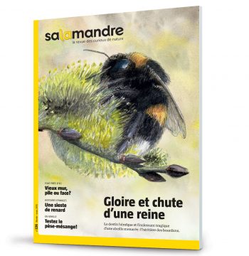 Les couvertures les plus marquantes de la revue La SalamandreLes couvertures les plus marqua