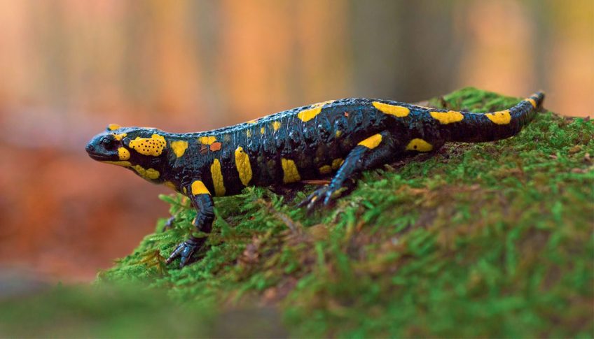 Salamandre tachetée