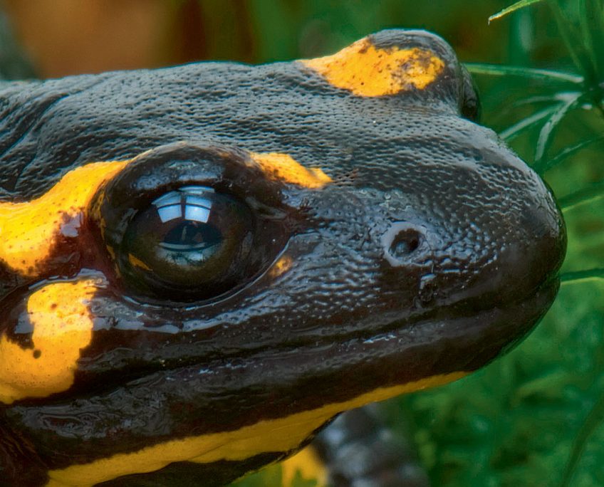 l'odorat de la salamandre tachetée