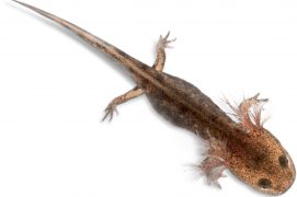 Larve de salamandre / © Eric Isselée / fotolia