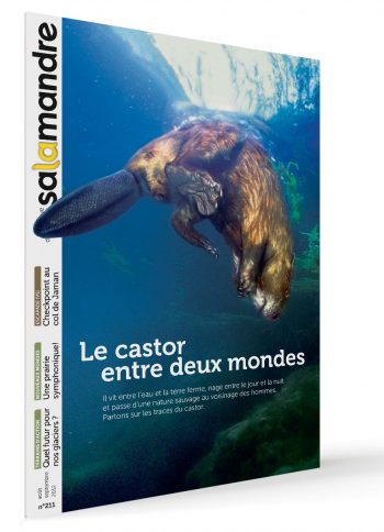 Les couvertures les plus marquantes de la revue La SalamandreLes couvertures les plus marqua