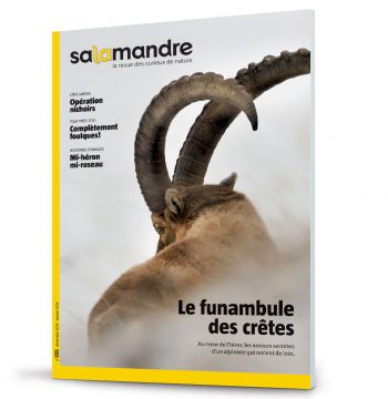 Les couvertures les plus marquantes de la revue La SalamandreLes couvertures les plus marqua