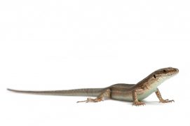 Lézard des murailles / © Michel Gunther / Biosphoto