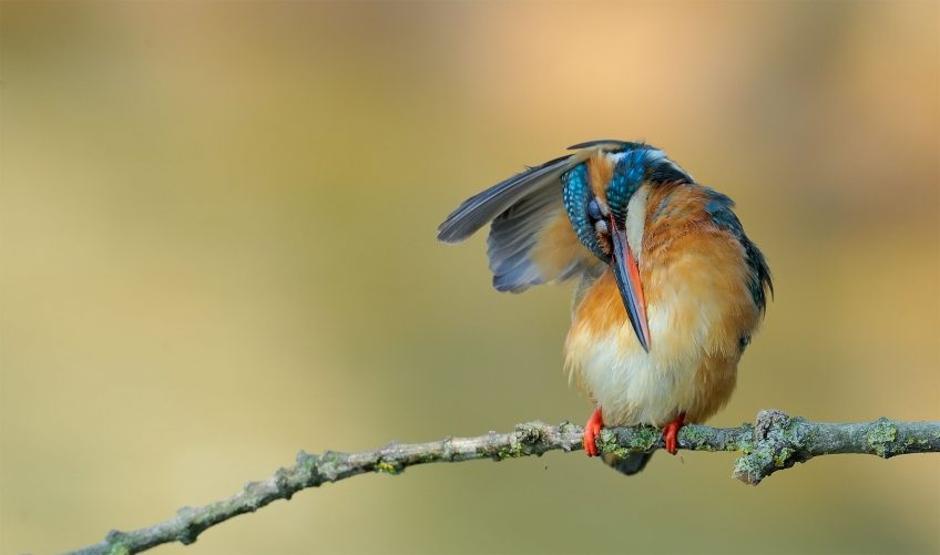 Martin le pêcheur, le nouveau livre photo de la salamandre sur le martin-pêcheur