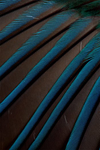 Martin le pêcheur, le nouveau livre photo de la salamandre sur le martin-pêcheur