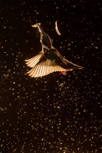 Martin le pêcheur, le nouveau livre photo de la salamandre sur le martin-pêcheur
