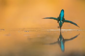 Martin le pêcheur, le nouveau livre photo de la salamandre sur le martin-pêcheur