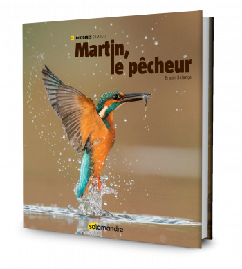 Martin le pêcheur, le nouveau livre photo de la salamandre sur le martin-pêcheur