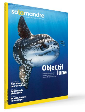 Les couvertures les plus marquantes de la revue La SalamandreLes couvertures les plus marqua