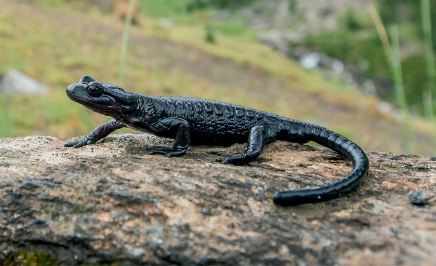 Les salamandres de montagne : salamandre noire et salamandre de Lanza