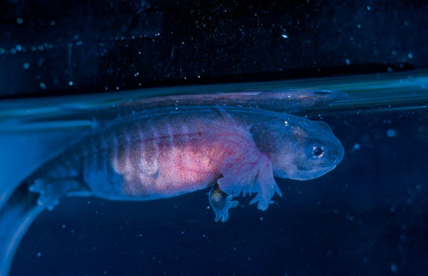 Les salamandres de montagne : salamandre noire et salamandre de Lanza