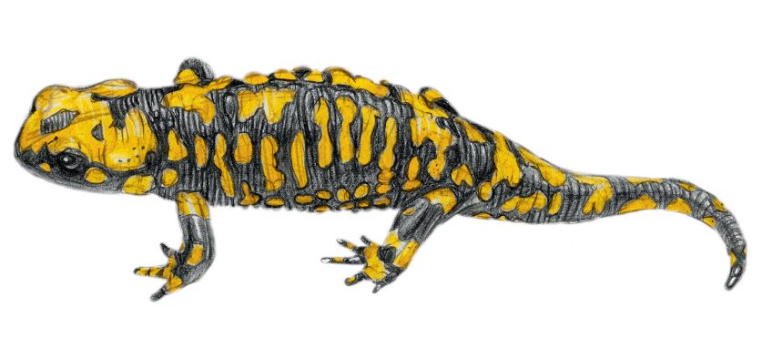 Salamandra corsica Salamandra corsica