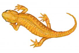 Salamandra salamandra bernardesi / © Marcello Pettineo