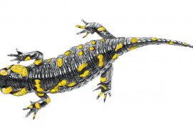 Salamandra salamandra beschkovi / © Marcello Pettineo
