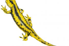 Salamandra salamandra fastuosa / © Marcello Pettineo