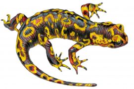 Salamandra salamandra gallaica / © Marcello Pettineo