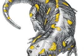 Salamandra salamandra salamandra / © Marcello Pettineo