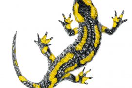 Salamandra salamandra terrestris / © Marcello Pettineo
