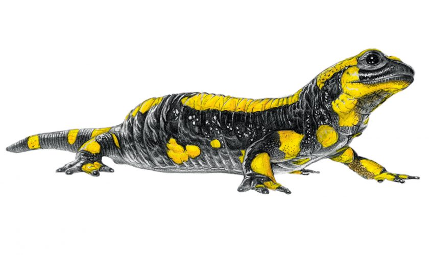 Salamandra salamandra terrestris