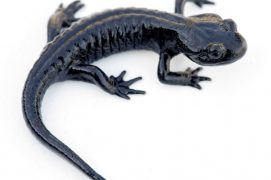 Salamandre de Lanza / © Matthieu Berroneau