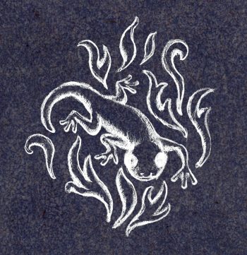 Découvrez les légendes autour de la salamandre tachetée