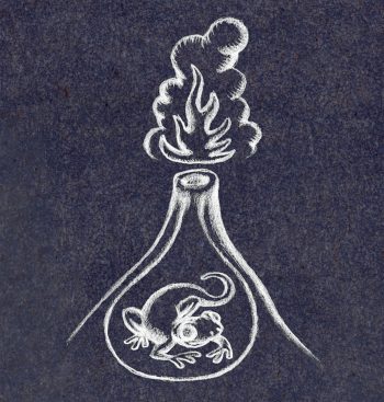 Découvrez les légendes autour de la salamandre tachetée