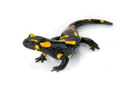 Salamandre tachetée / © Maximilian Weinzierl / Alamy