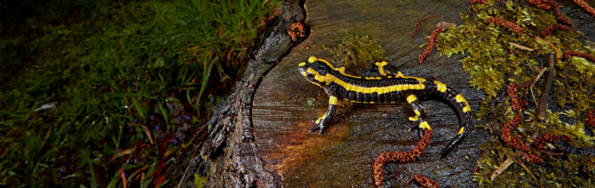 Les différentes causes de la disparition de la salamandre tachetée