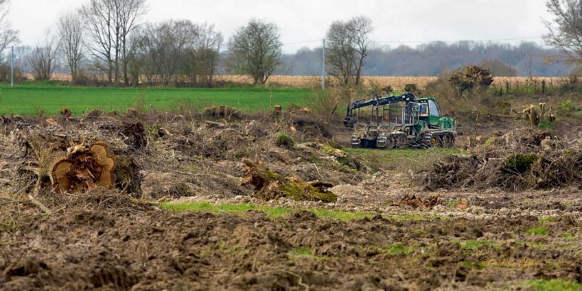 Les différentes causes de la disparition de la salamandre tachetée la disparition des haies