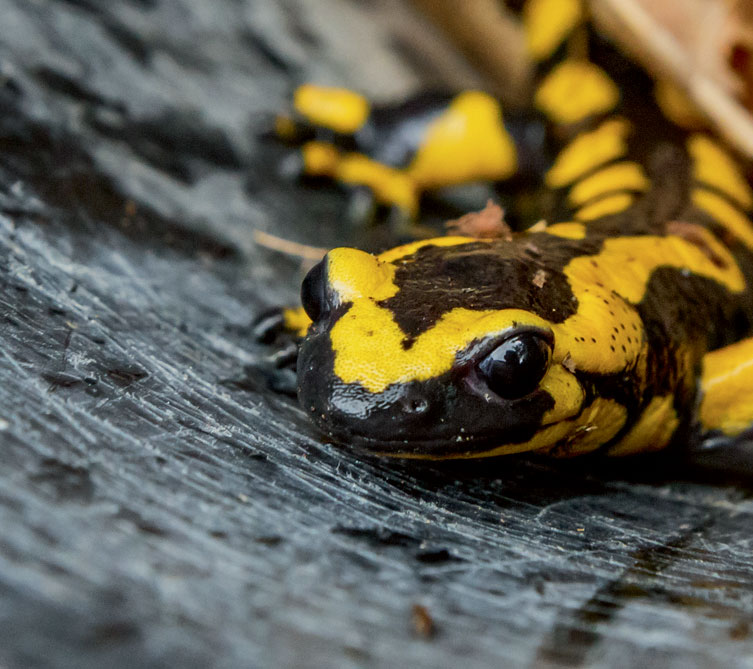Les différentes causes de la disparition de la salamandre tachetée