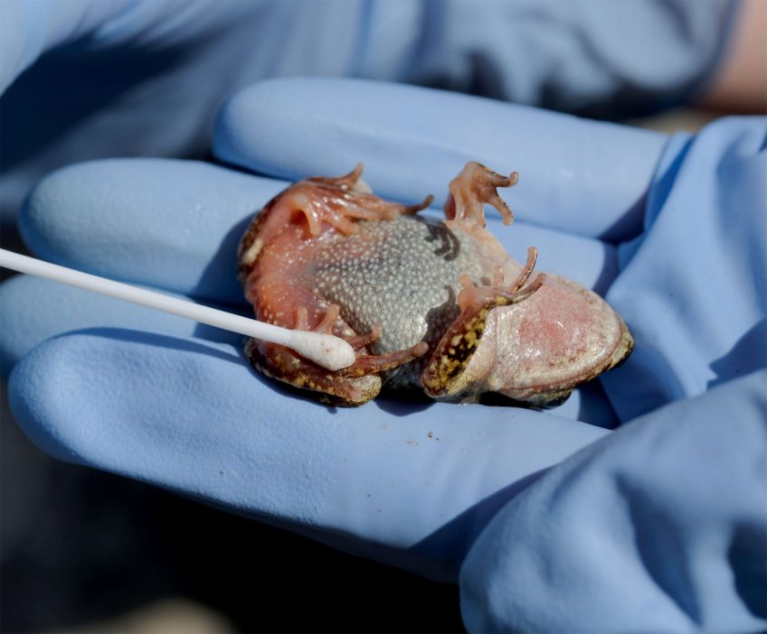 Les différentes causes de la disparition de la salamandre tachetée les maladies
