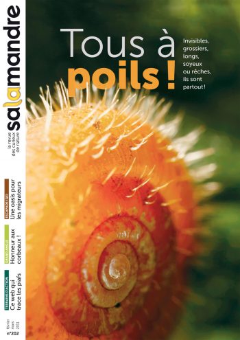 Les couvertures les plus marquantes de la revue La SalamandreLes couvertures les plus marqua