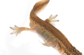 Triton palmé / © Jelger Herder / Biosphoto