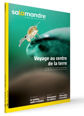 Les couvertures les plus marquantes de la revue La SalamandreLes couvertures les plus marqua