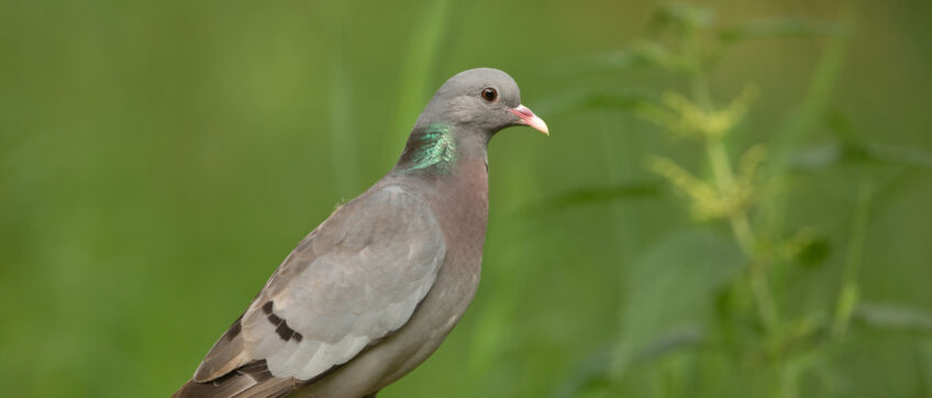 les différences entre pigeon ramier et pigeon colombin