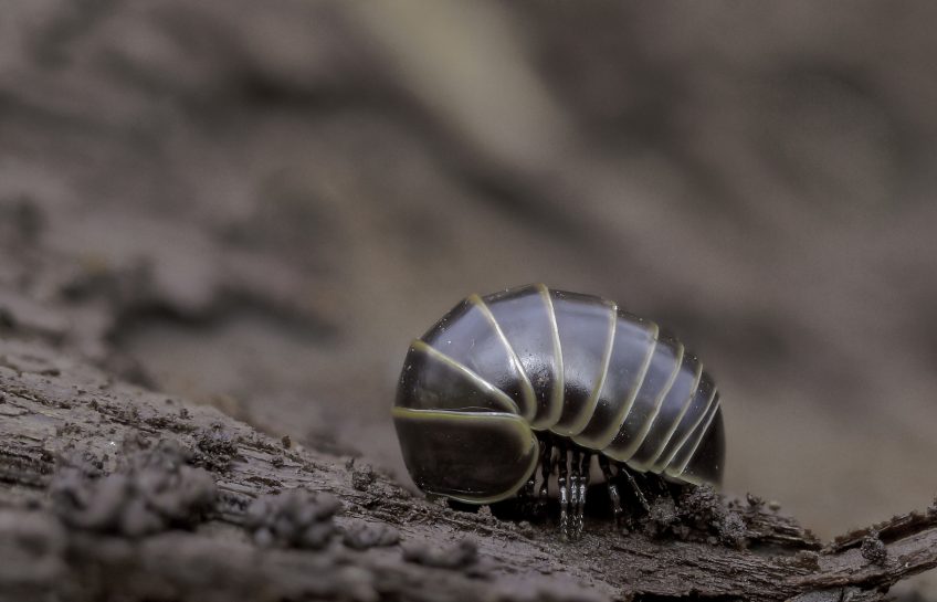 gloméris ou cloporte ?