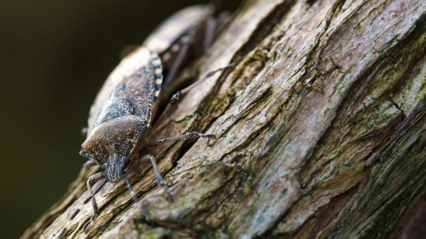 différences entre punaise nébuleuse et punaise diabolique