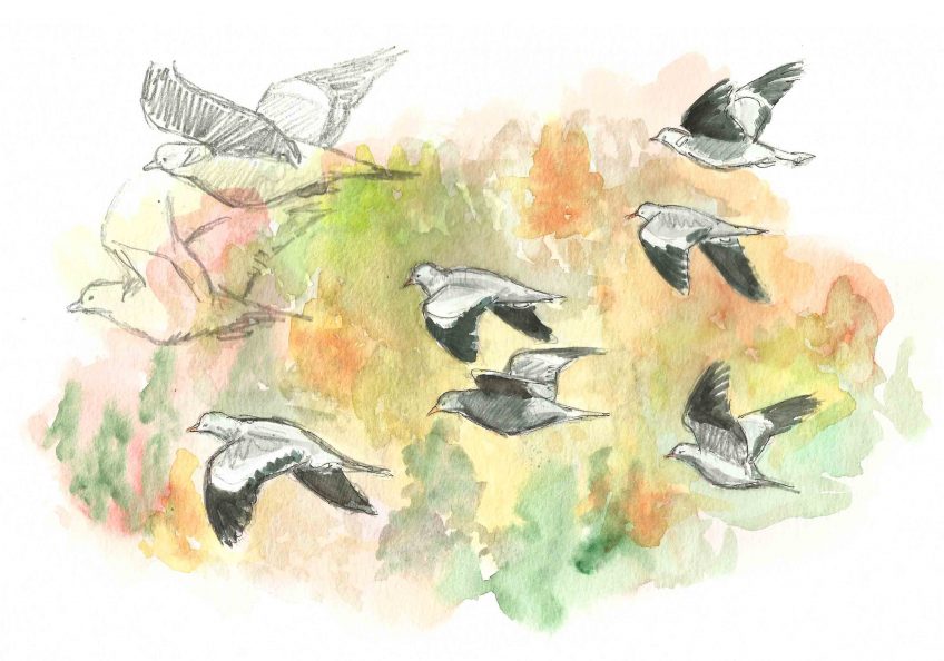 Des pigeons par milliers - La Salamandre