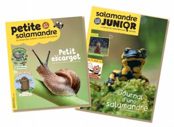 Petite Salamandre et Salamandre Junior oct-nov 18